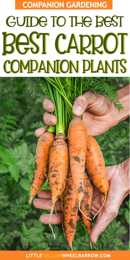 The Best Carrot Companion Plants For Your Garden