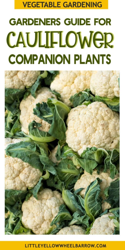The Best Cauliflower Companion Plants A Complete Gardener's Guide
