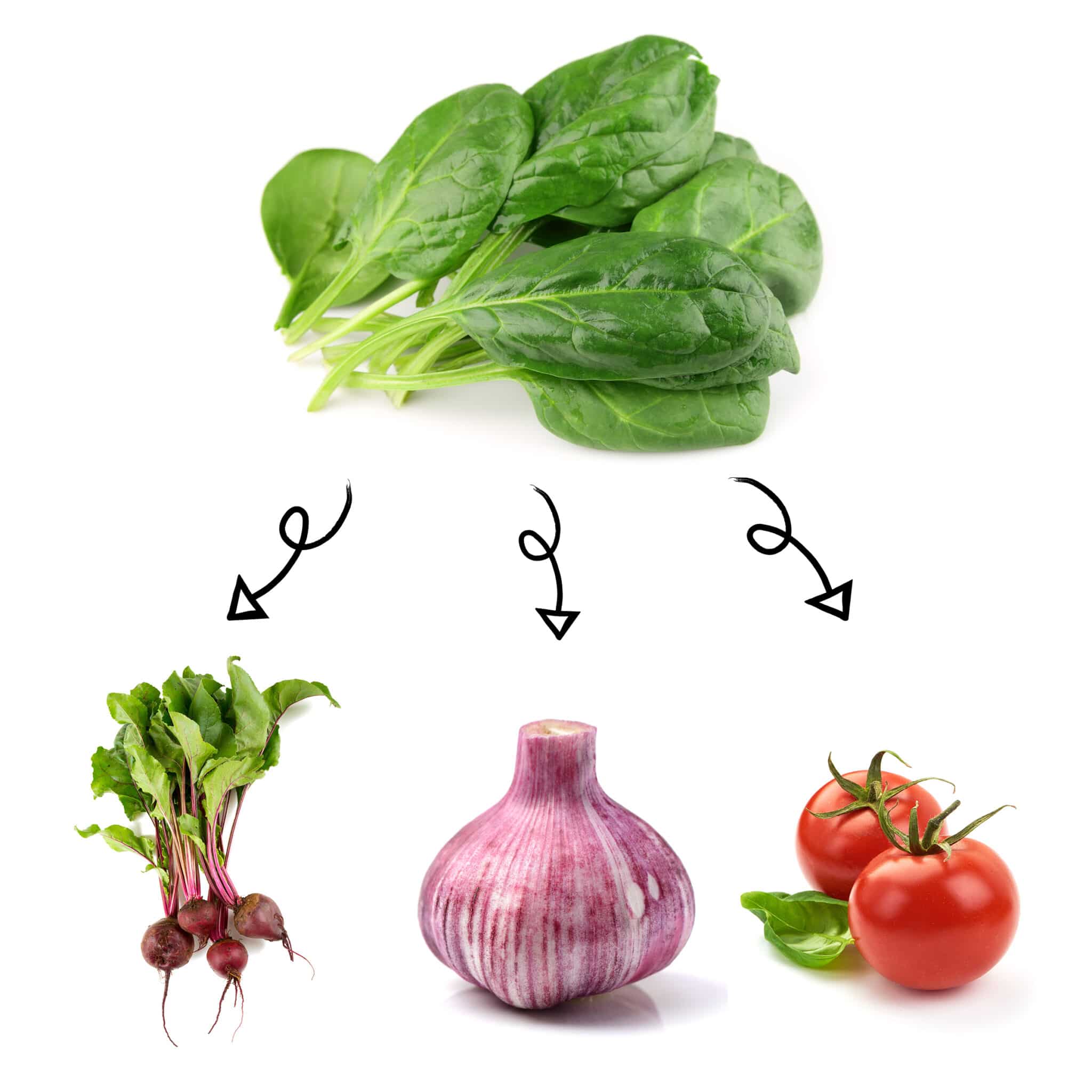 A companion planting infographic showing spinach with three companions (beets, garlic and tomatoes)