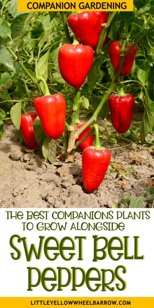 Companion Planting Peppers In The Garden For Better Harvests
