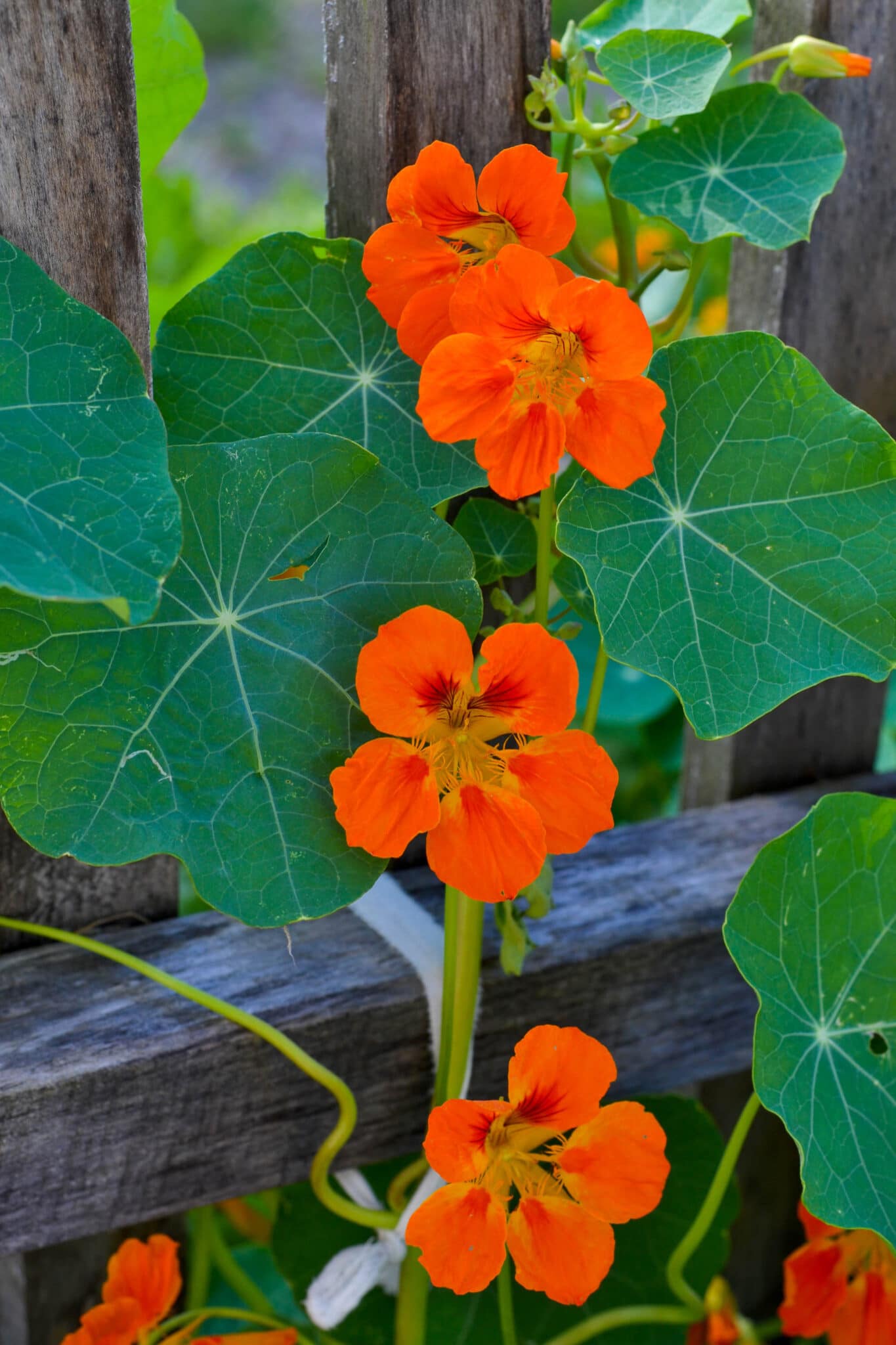 bright orange nasturtiums growing up a trellis in a garden. 