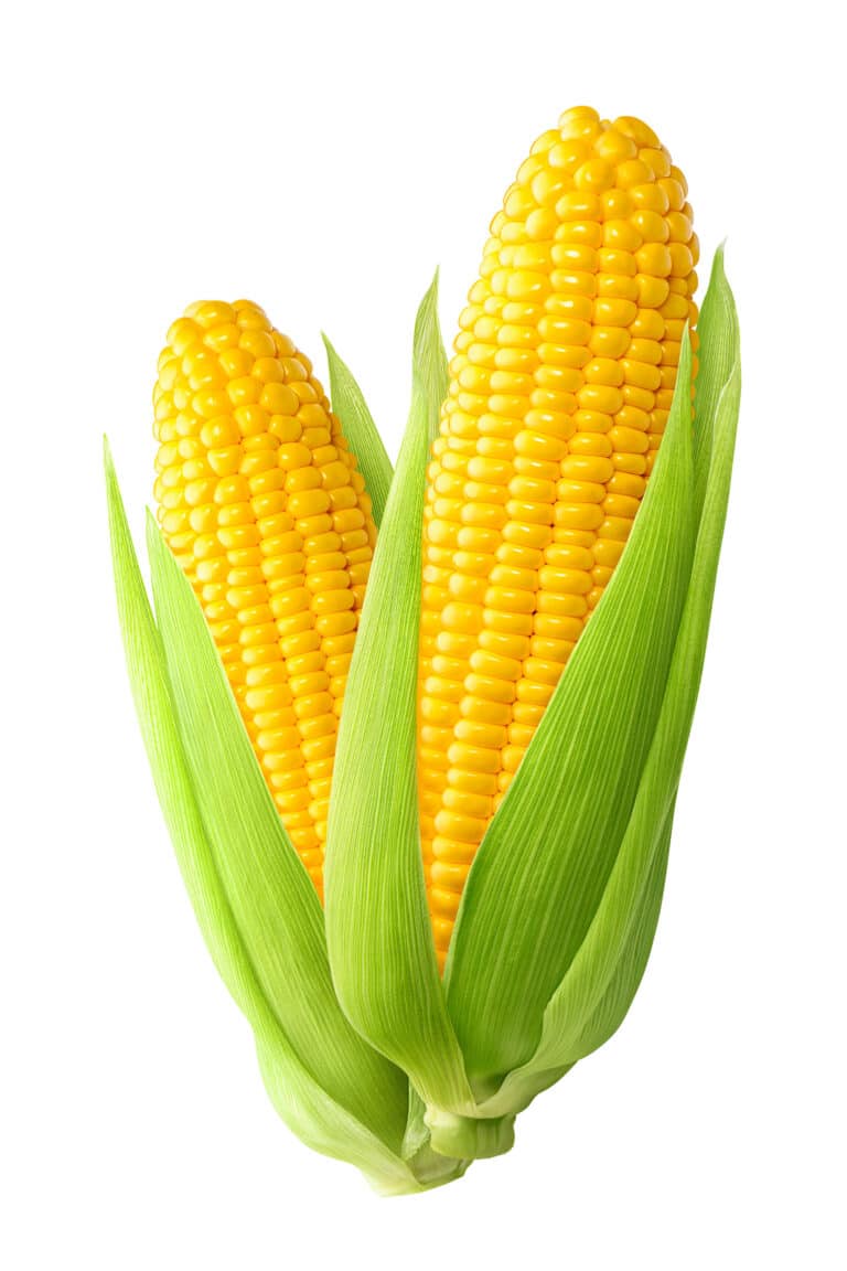 The Best Corn Companion Plants – A Gardener’s Guide!
