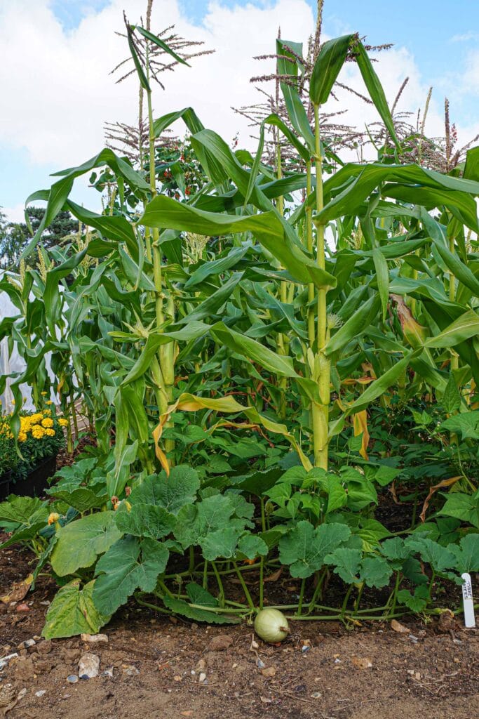 The Best Corn Companion Plants A Gardener's Guide!