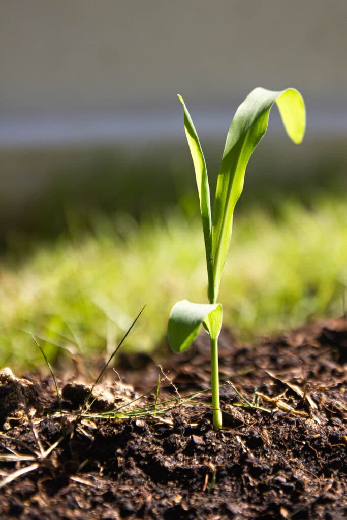 The Best Corn Companion Plants A Gardener's Guide!