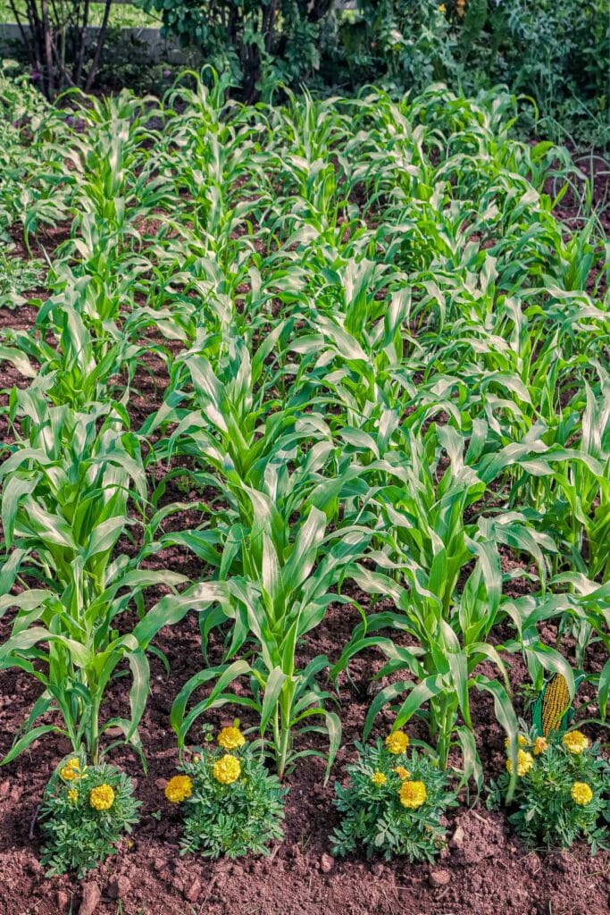 The Best Corn Companion Plants A Gardener's Guide!