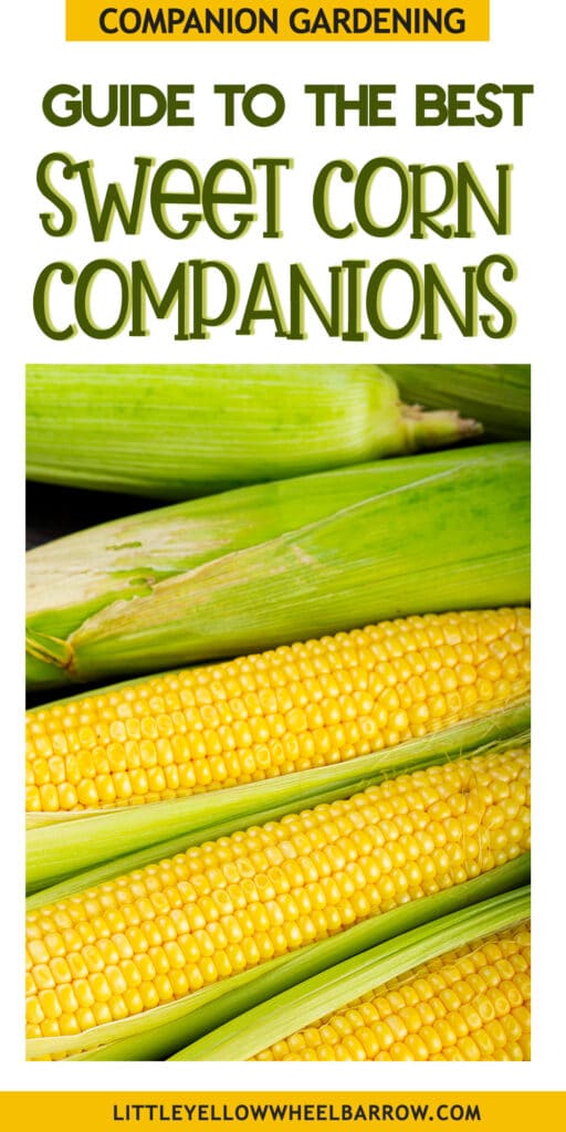 The Best Corn Companion Plants A Gardener's Guide!