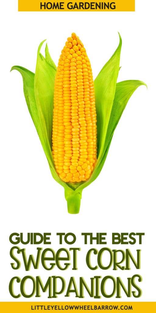The Best Corn Companion Plants A Gardener's Guide!