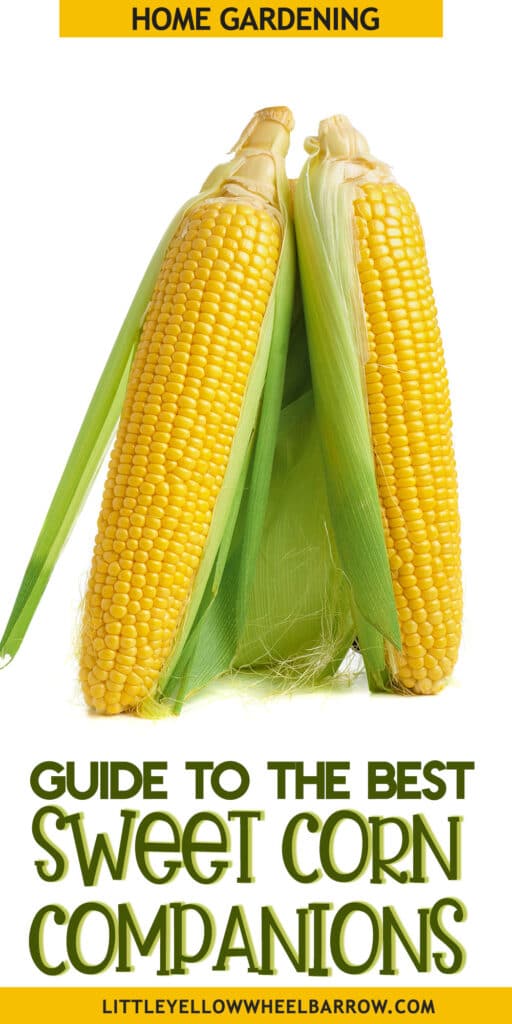 The Best Corn Companion Plants A Gardener's Guide!