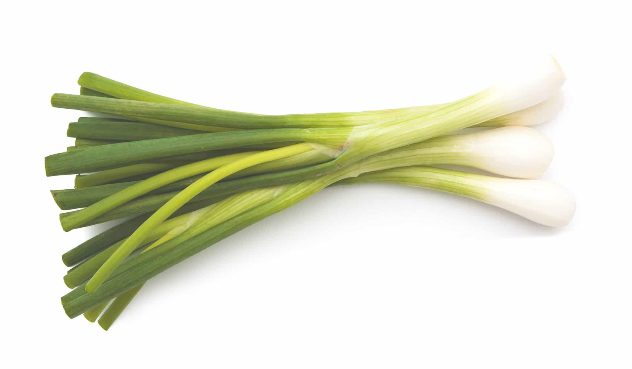 Green onion isolated on the white background.  The image is intended to help identify fast-growing vegetables for the garden. 