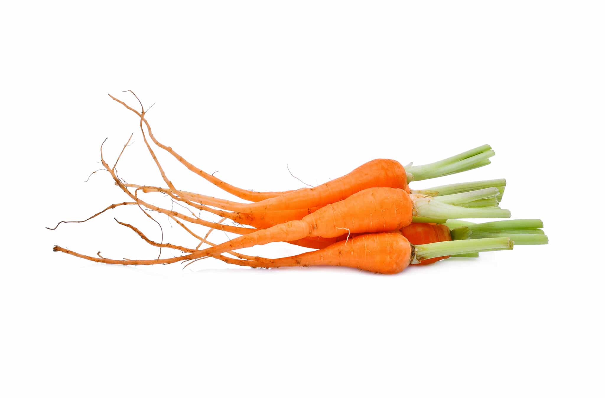 A pile of early harvested baby orange carrots against a bright white background. The image is intended to help identify the fastest growing vegetables in the garden. 