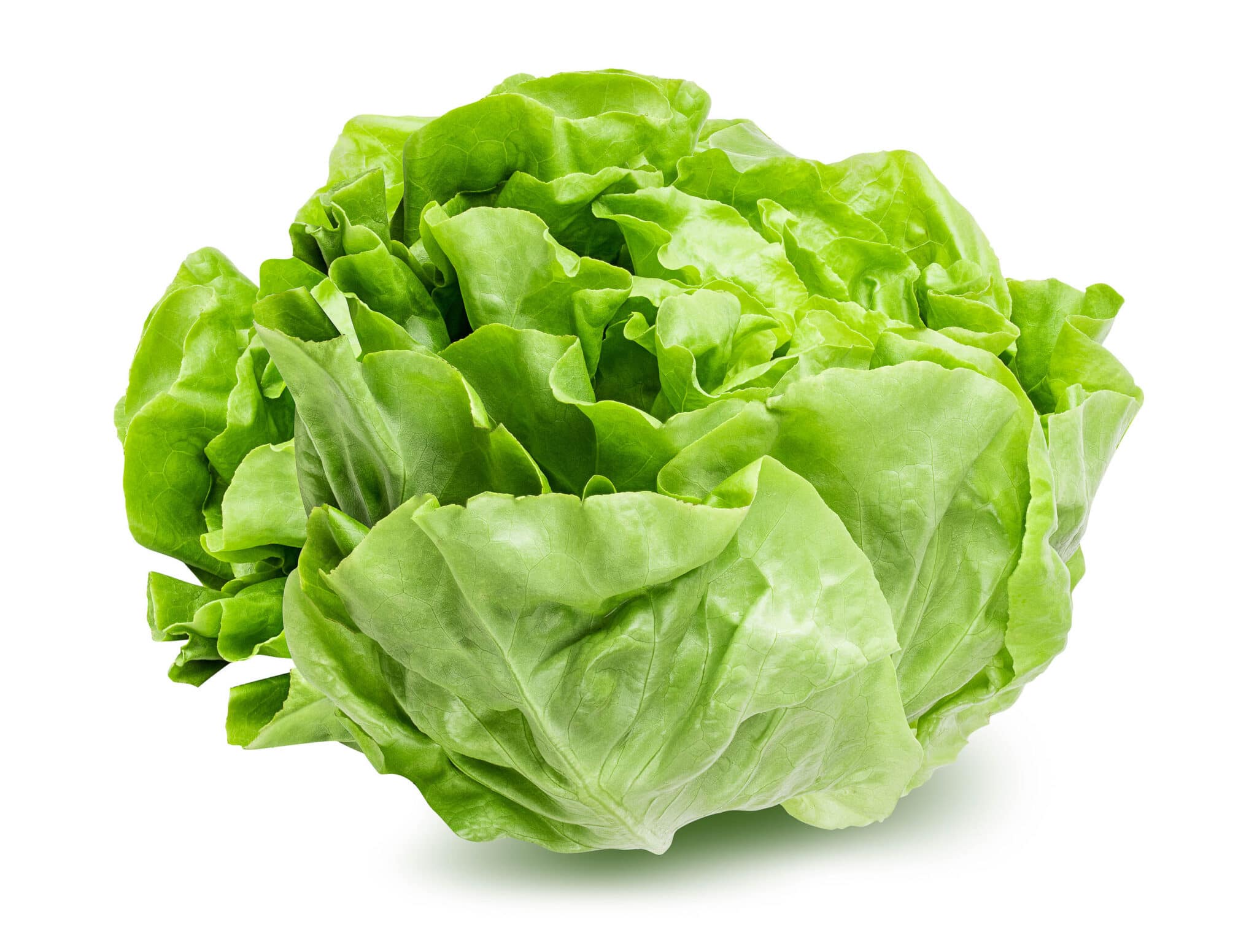 Fresh butter head lettuce against a bright white background. 