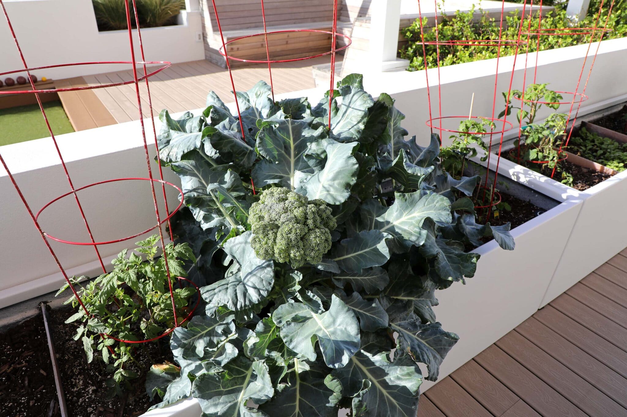 Healthy broccoli and tomato plants growing on a terrace in a container.