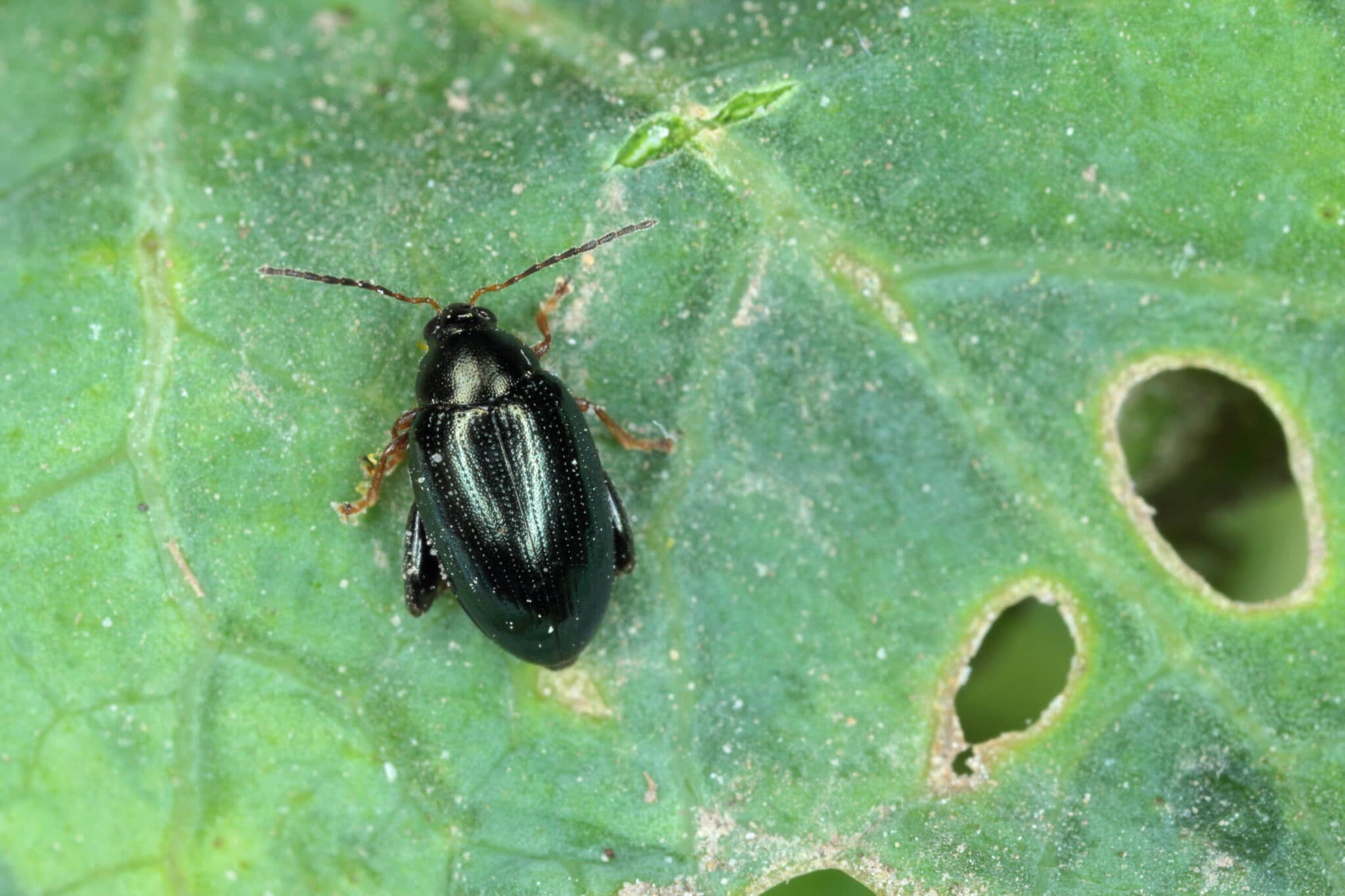 A shiny black flea beetle eating holes in a leaf.