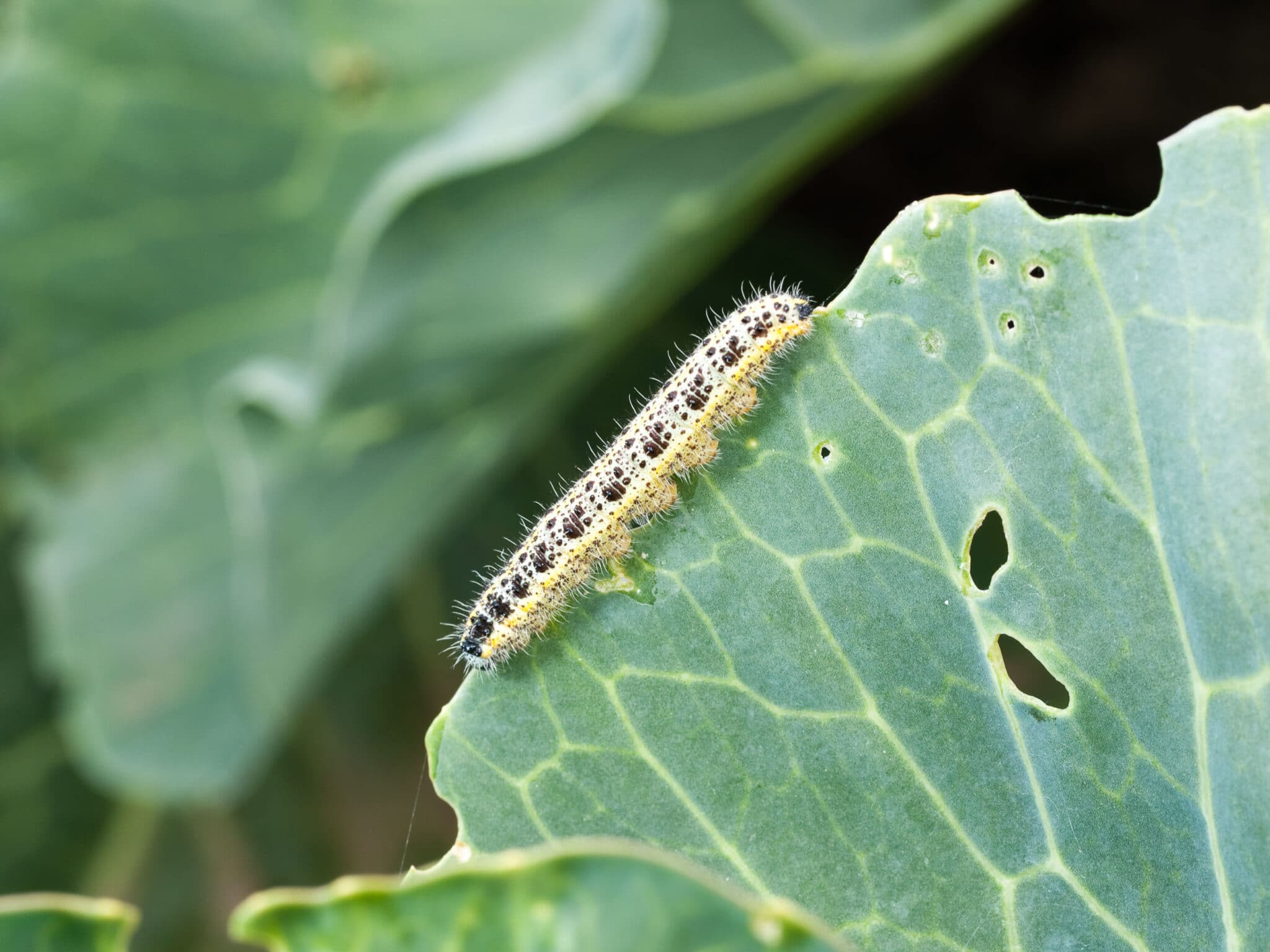 A cabbage looper catepillar eating holes in a leaf.