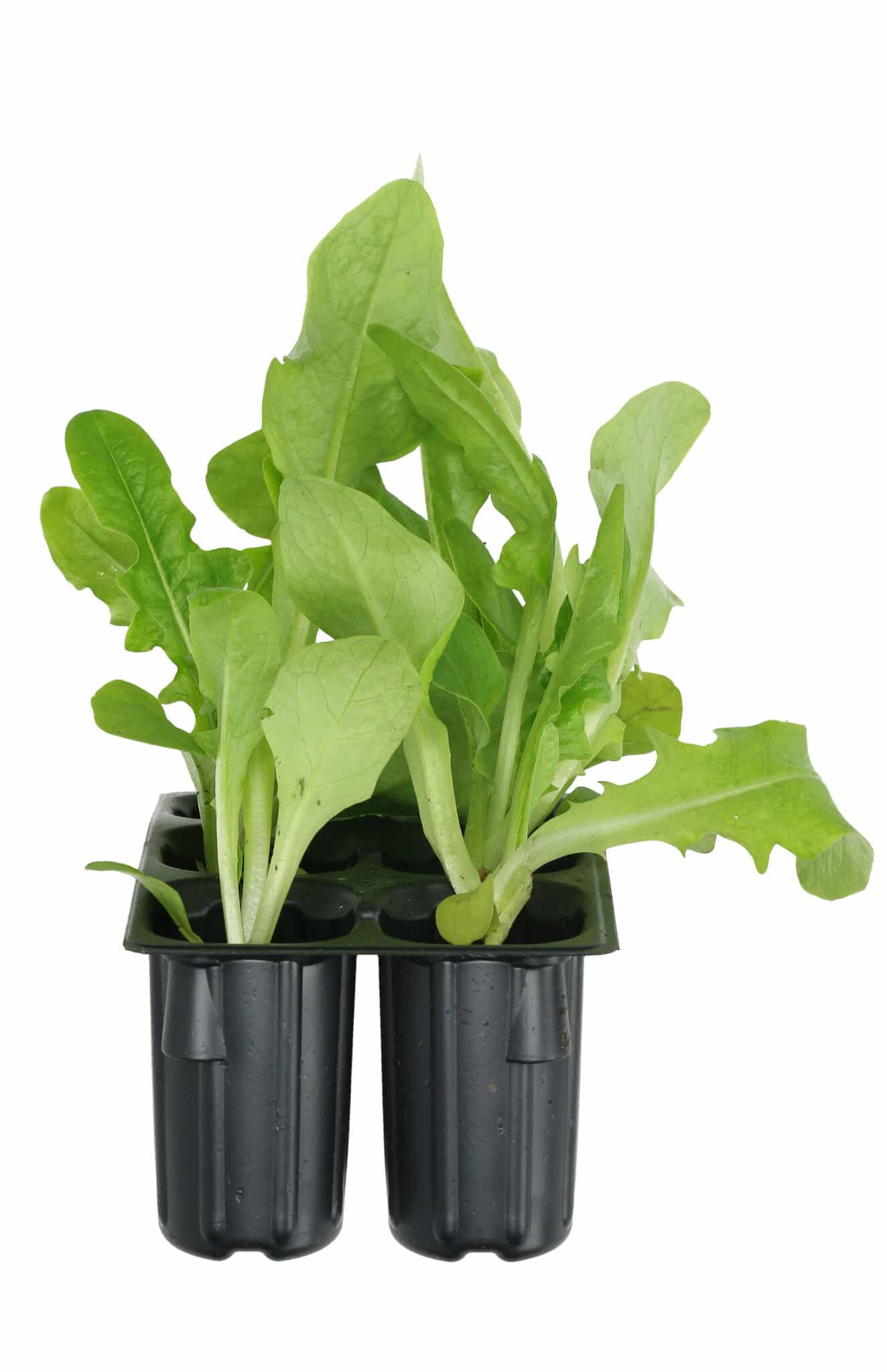 Nursery pots growing romaine lettuce against a bright white background.