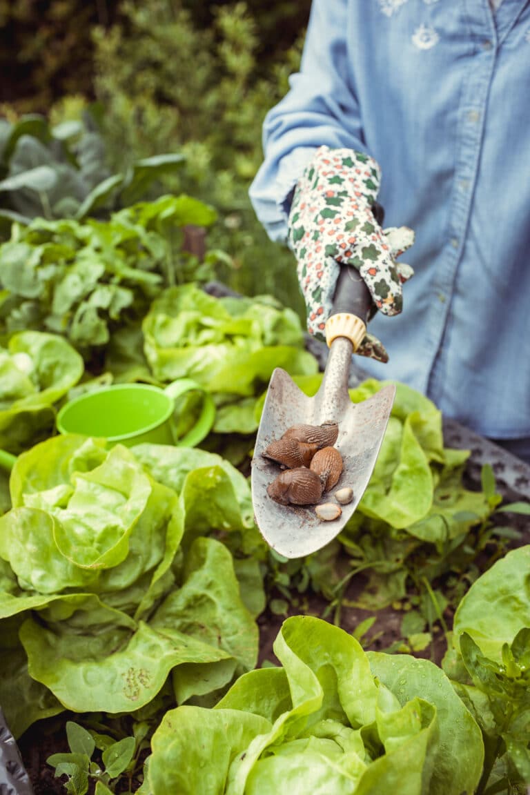 Growing Romaine Lettuce From Seed to Harvest