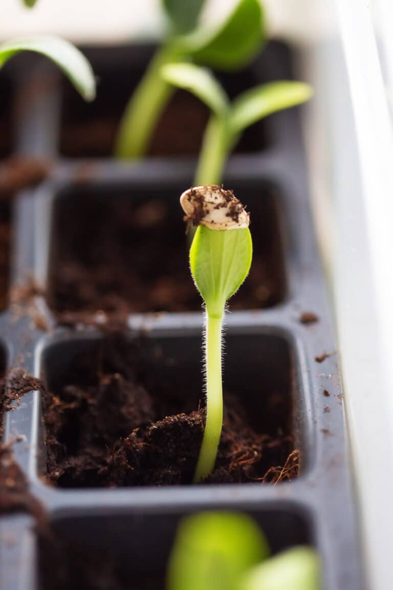 Growing Zucchini in Pots for Big Harvests