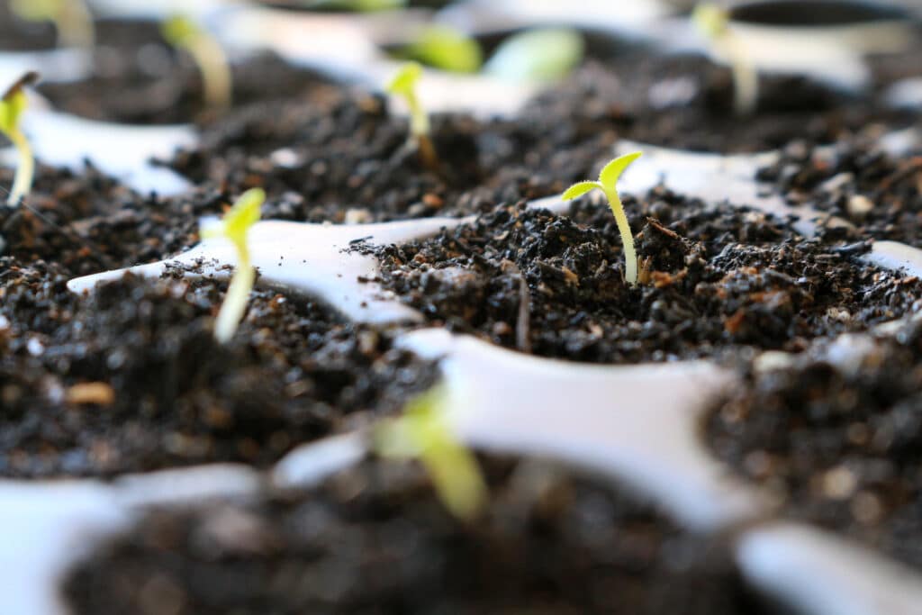 Romain lettuce seedlings growing in seedling starting cells.