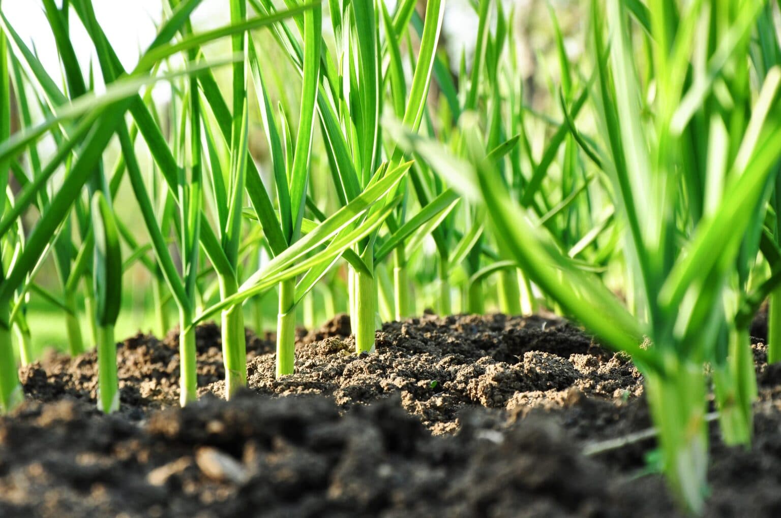 Companion Plants For Potatoes Plant This Not That!
