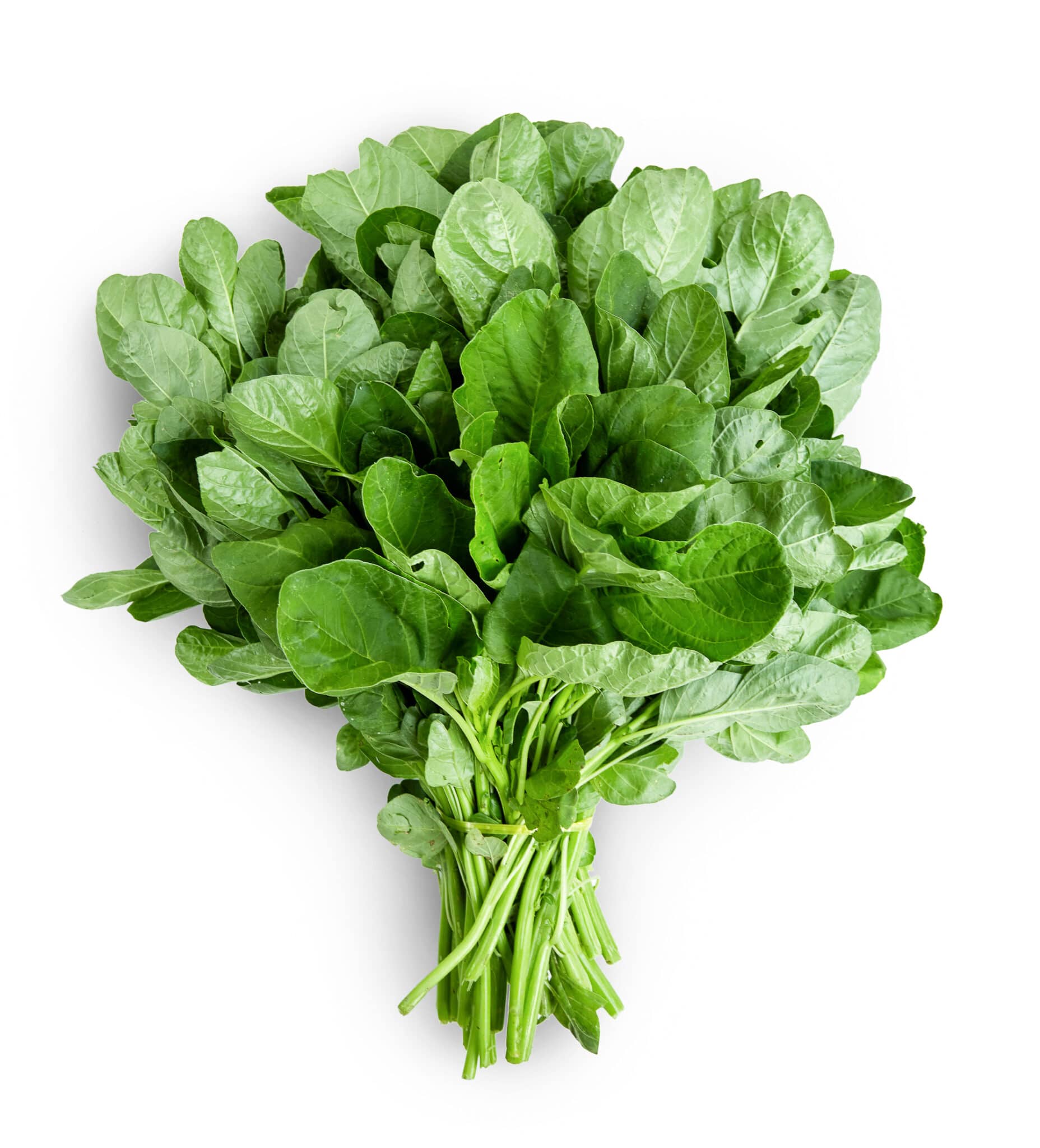 An image of a lush green spinach plant against a bright white background.  The image is intended to illustrate celery as a companion plant for cauliflower. 
