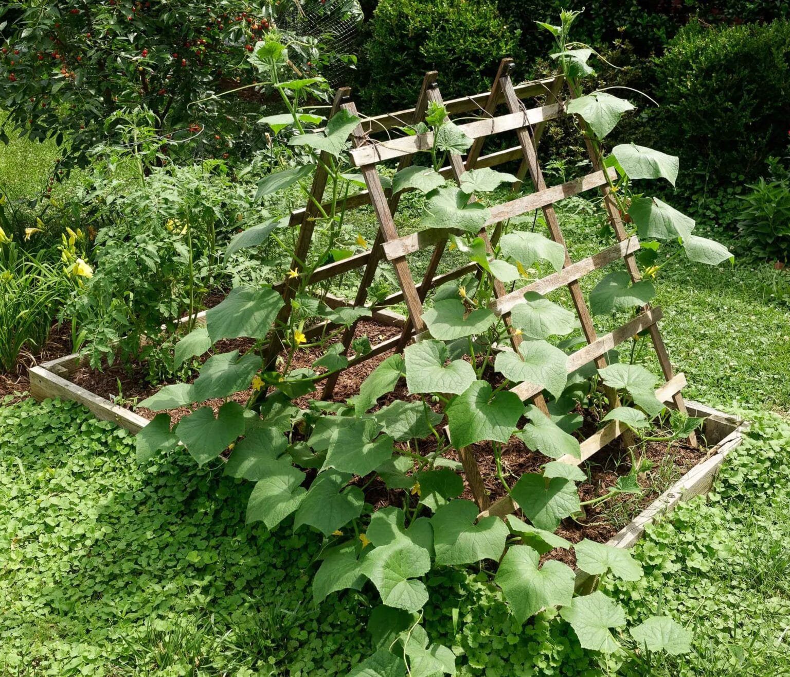 Vertical Vegetable Garden High Yields In Less Space