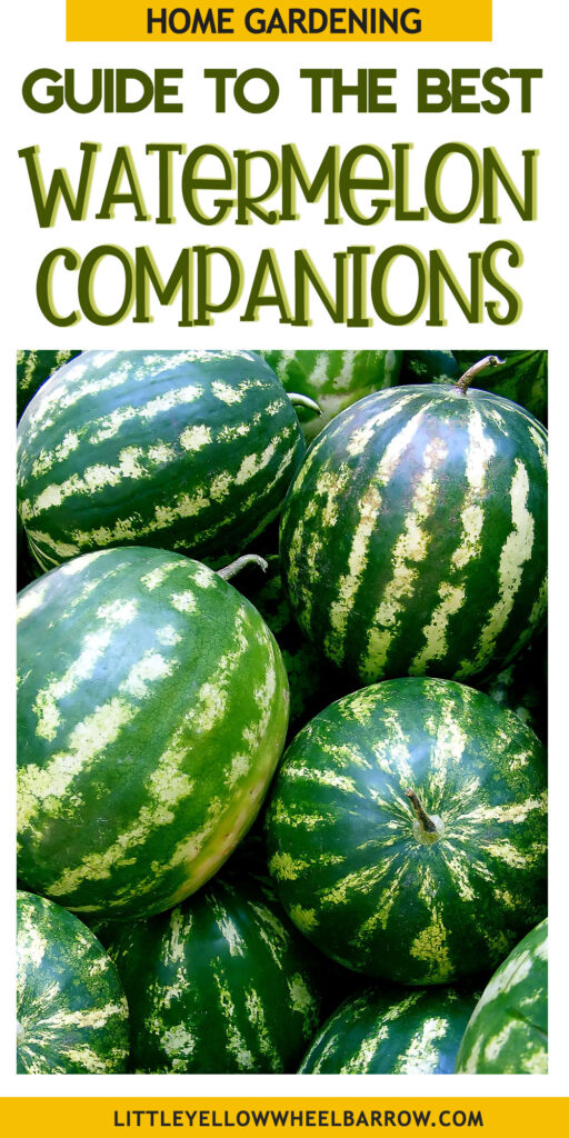 The Best Watermelon Companion Plants For Your Patch