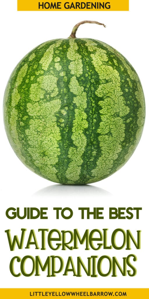 The Best Watermelon Companion Plants For Your Patch