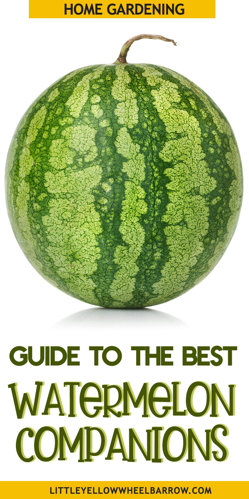 The Best Watermelon Companion Plants For Your Patch