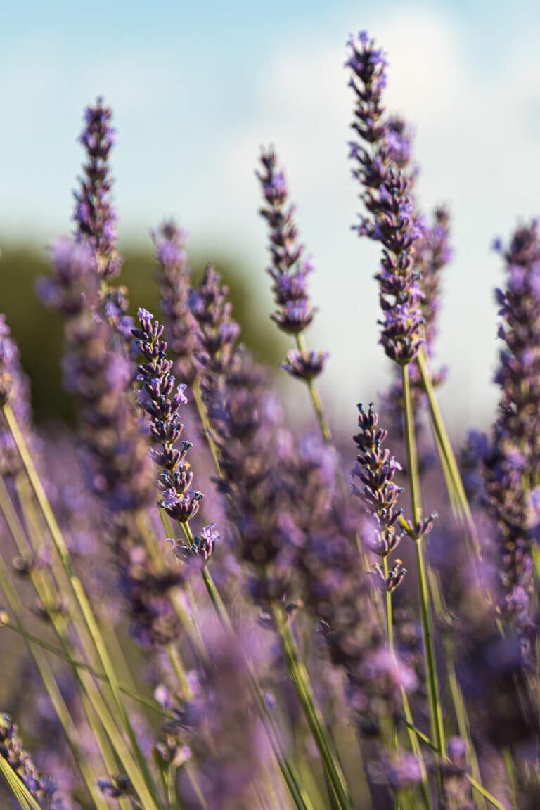 The Best Lavender Companion Plants For Your Garden