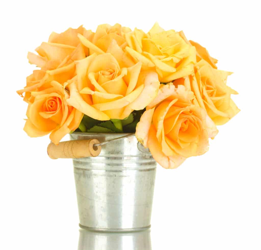 How to Keep Cut Roses Fresh in Water As Long As Possible