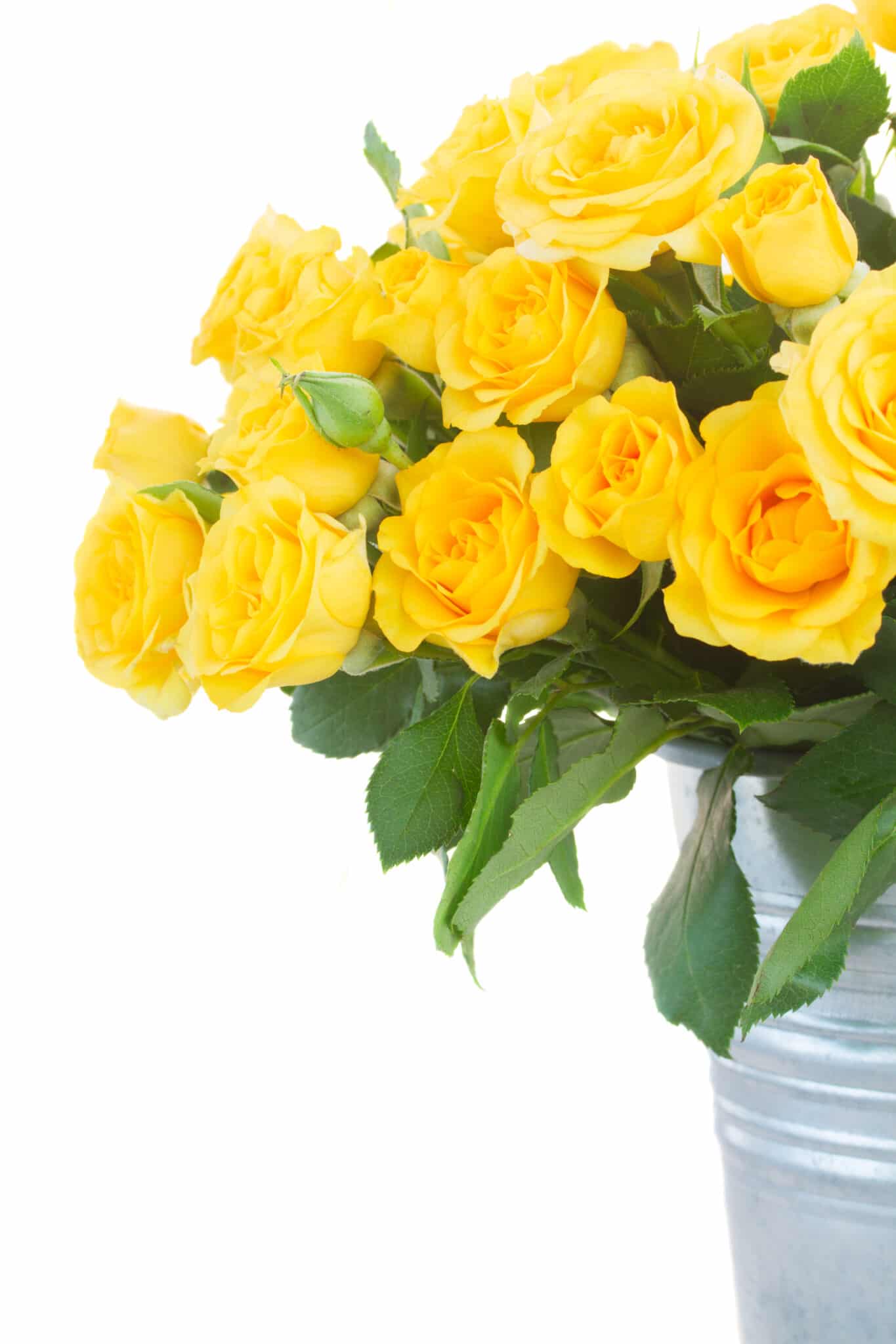 How to Keep Cut Roses Fresh in Water As Long As Possible