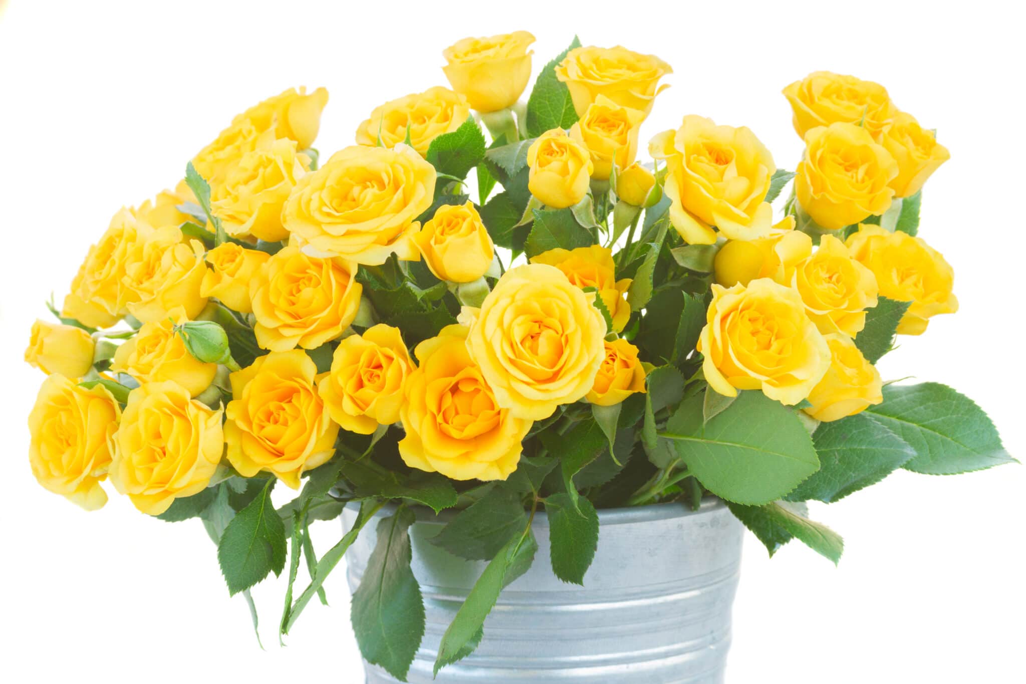 Fresh yellow roses displayed in a vase.