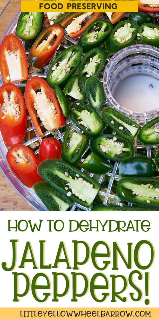 How to Dehydrate Jalapeno Peppers Easily At Home