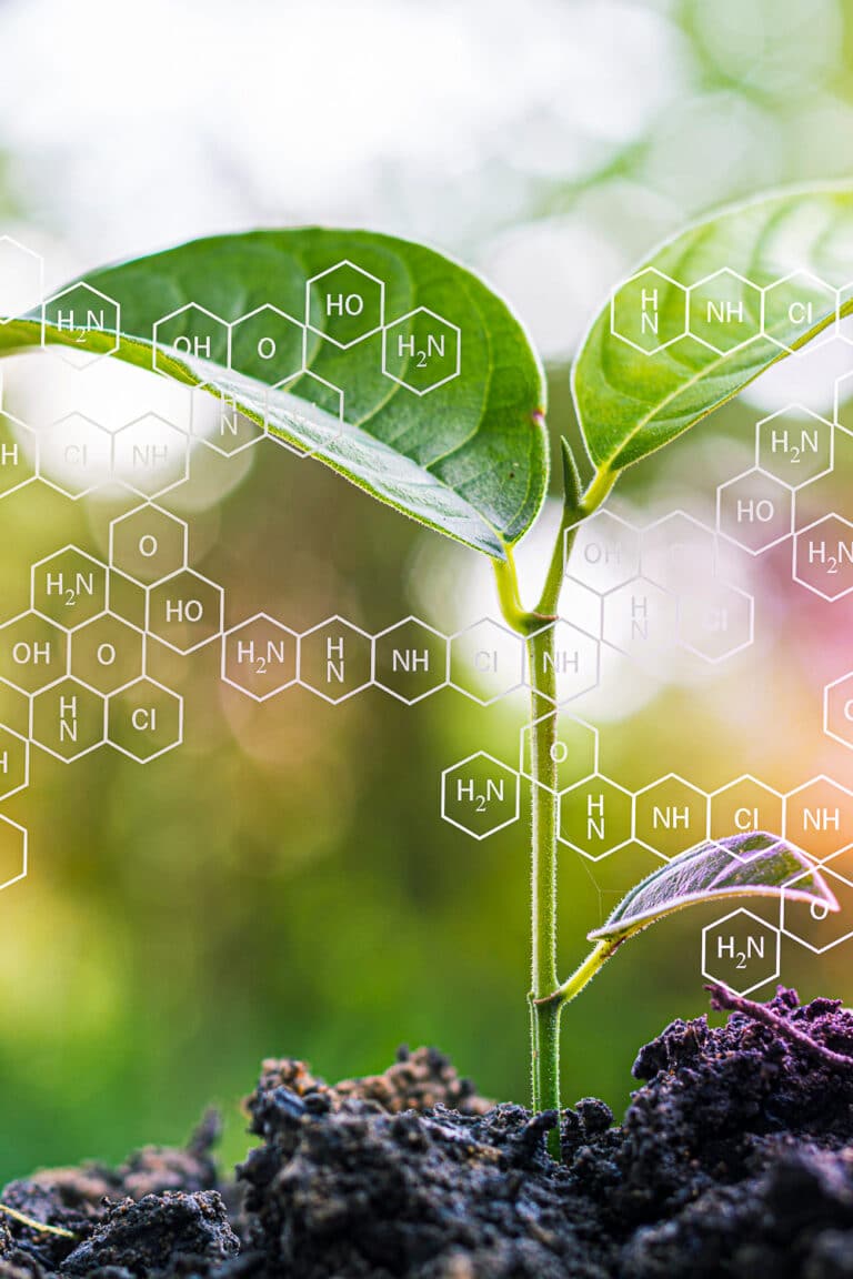 How to Fertilize Pepper Plants For Big Harvests