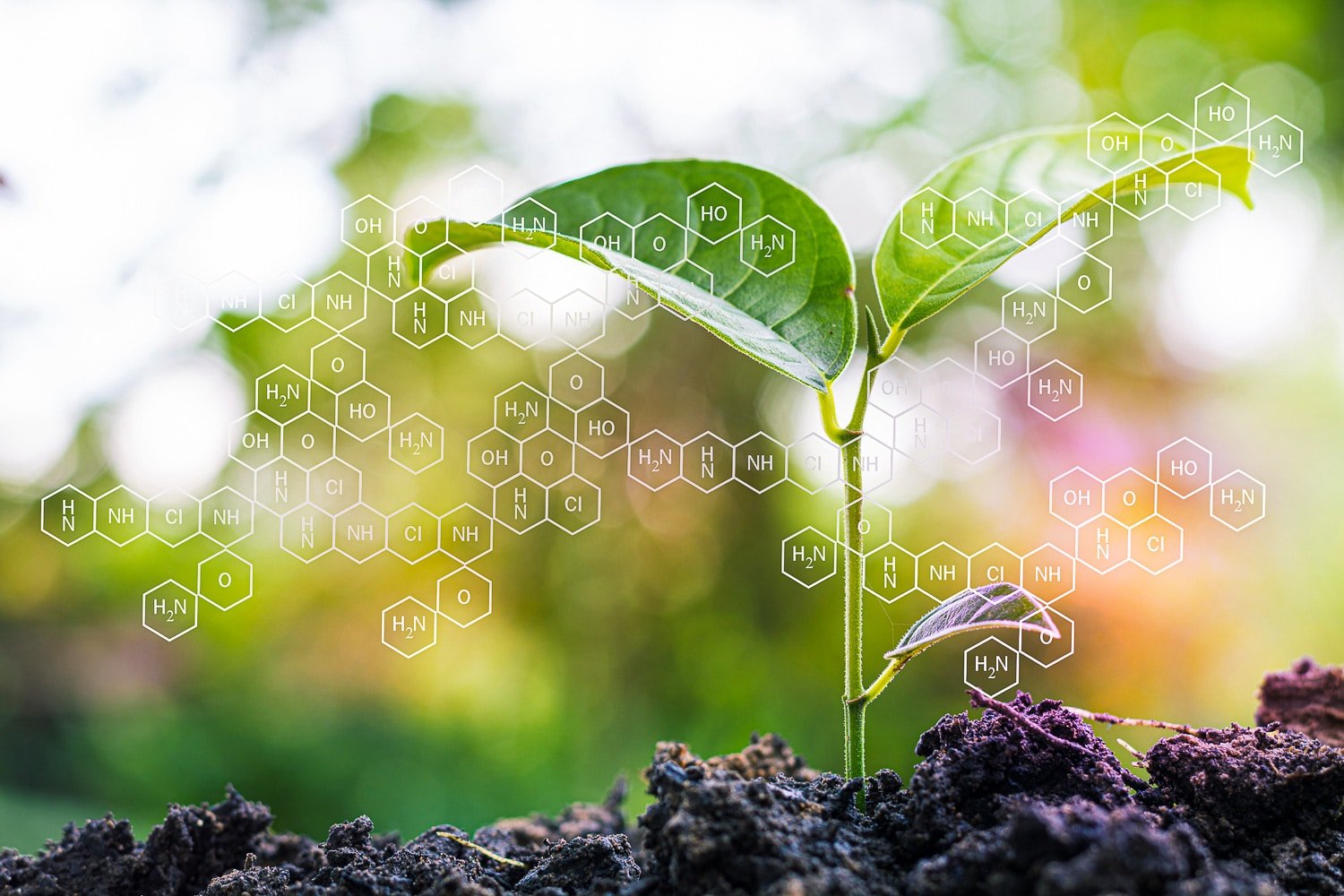 Pepper seedling in dark healthy soil with a blurred background. The image has a white overlay of a chemical structure.