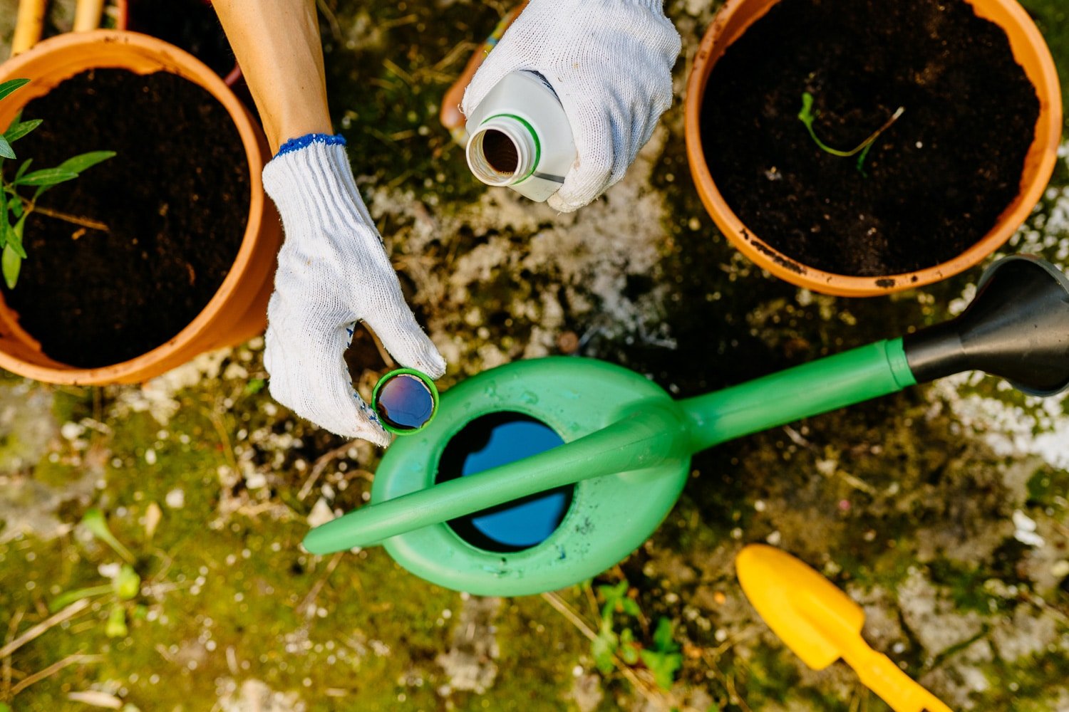 A gardener's hands filling a watering can with liquid fertilizer. Two pots of small pepper seedlings are on either side of the image.