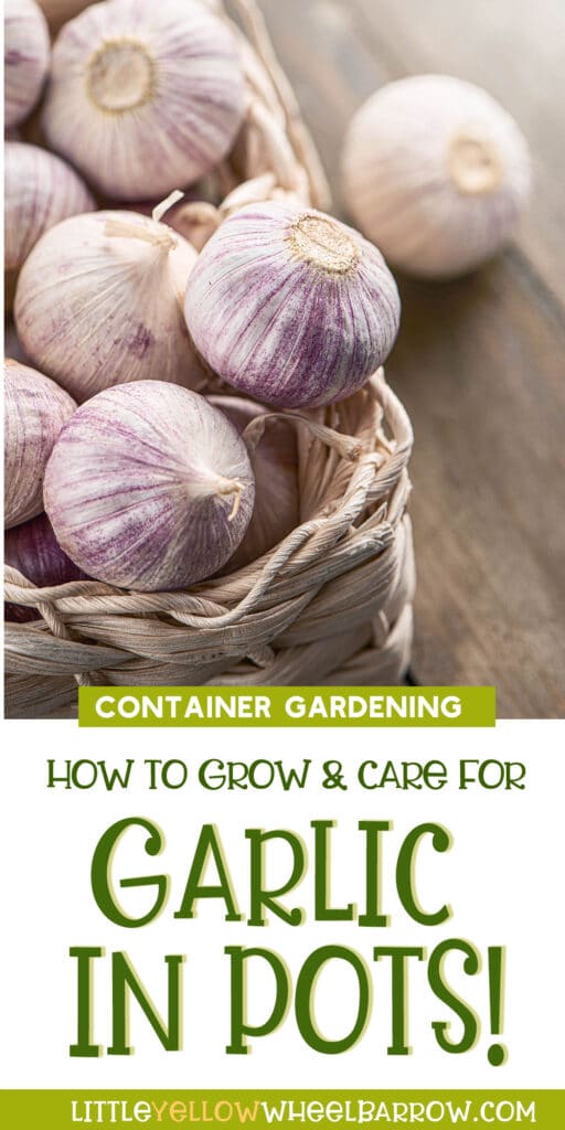 How to Grow Garlic In Pots Step By Step