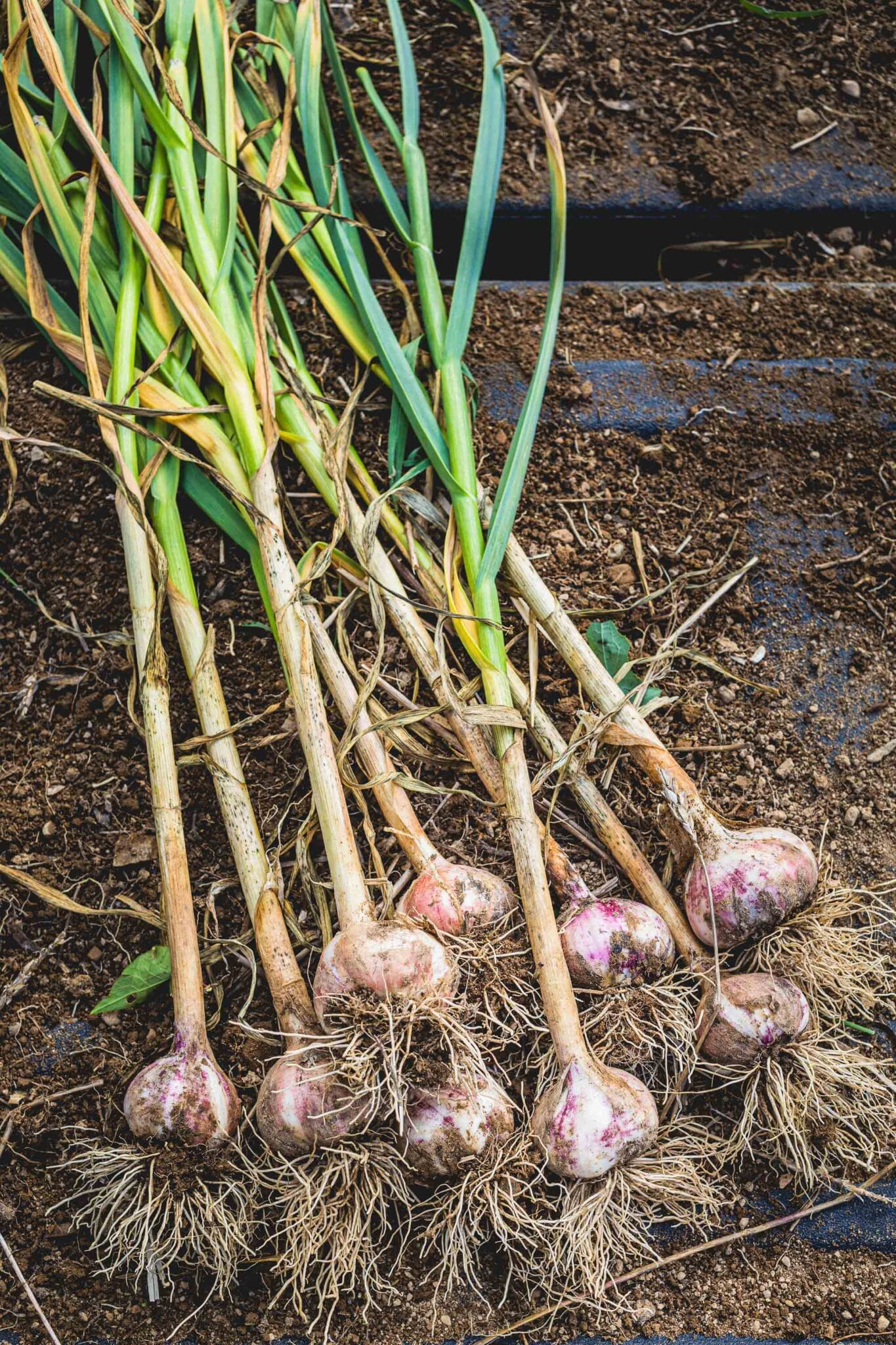 Freshly Picked Garlic Bulbs on a Soil and Dirt Background.