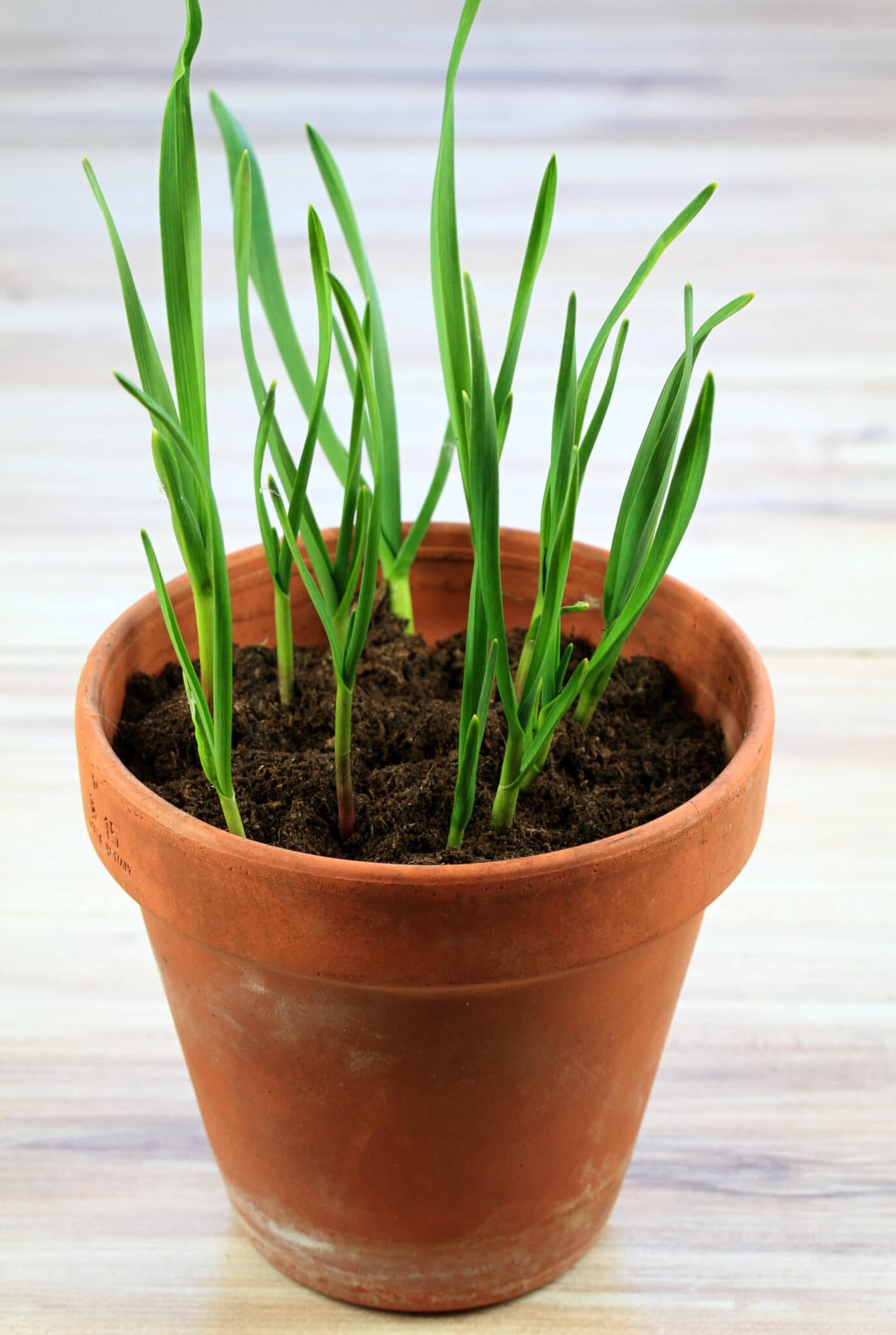 A small terracotta pot of garlic.
