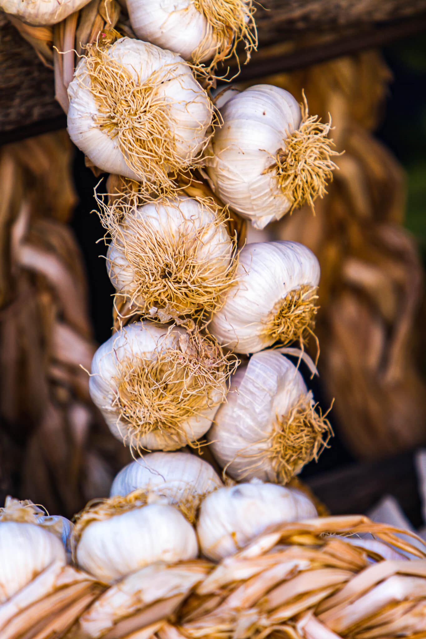 Harvested and dried garlic braided.