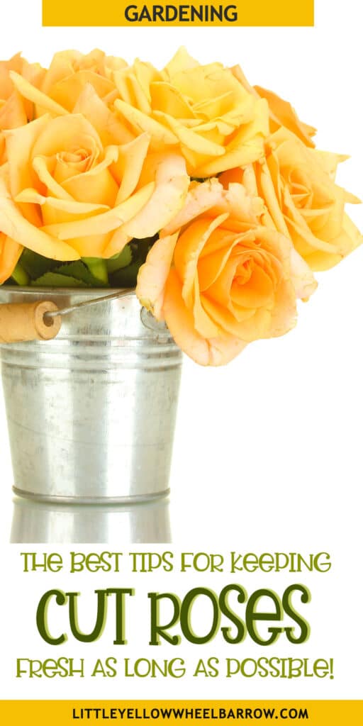 How to Keep Cut Roses Fresh in Water As Long As Possible