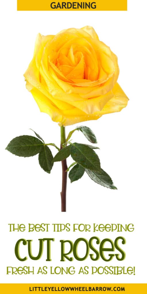 How to Keep Cut Roses Fresh in Water As Long As Possible