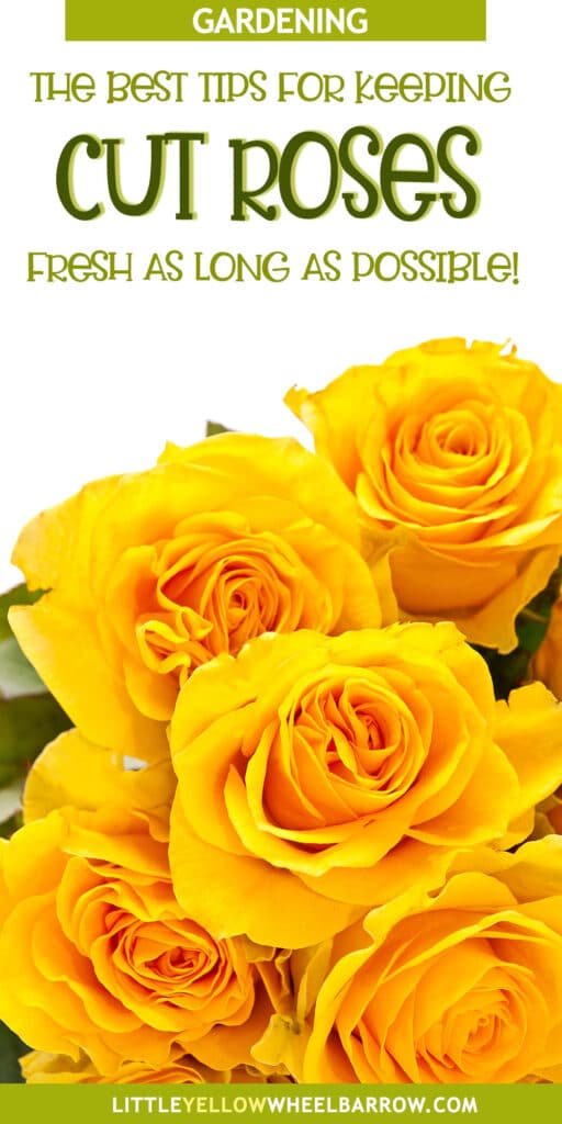 How to Keep Cut Roses Fresh in Water As Long As Possible
