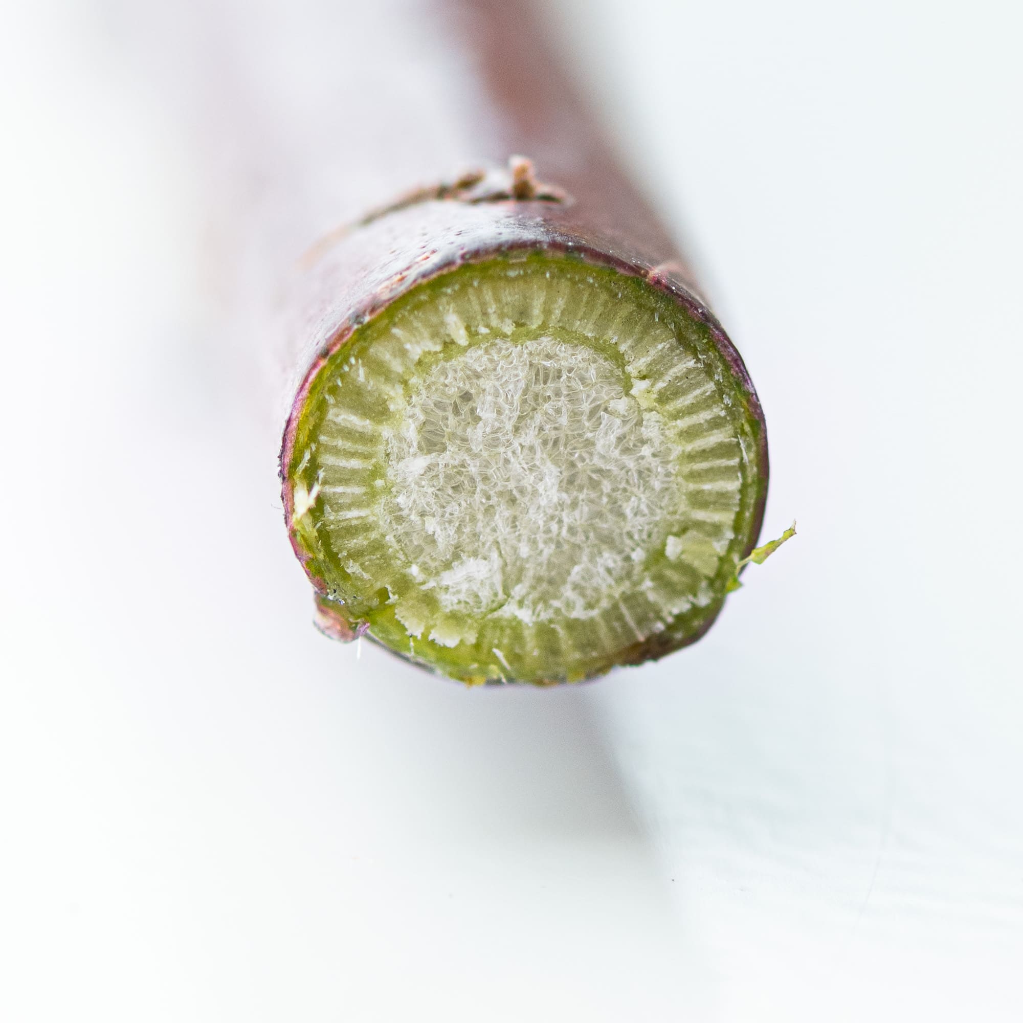 How to Keep Cut Roses Fresh in Water As Long As Possible