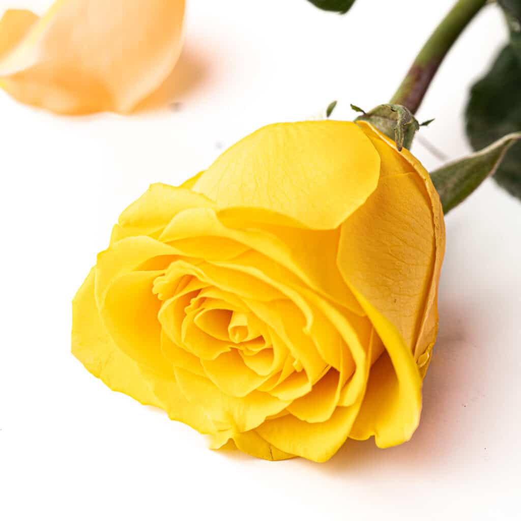 How to Keep Cut Roses Fresh in Water As Long As Possible