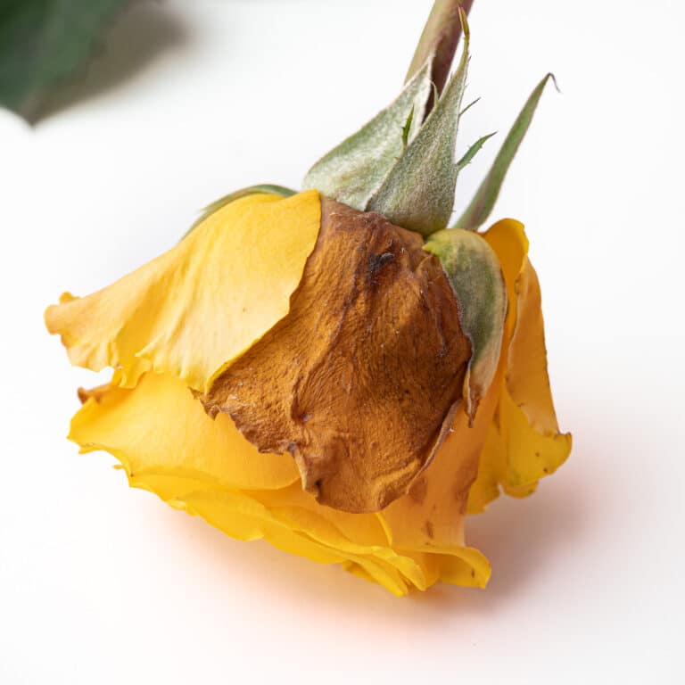 How to Keep Cut Roses Fresh in Water As Long As Possible