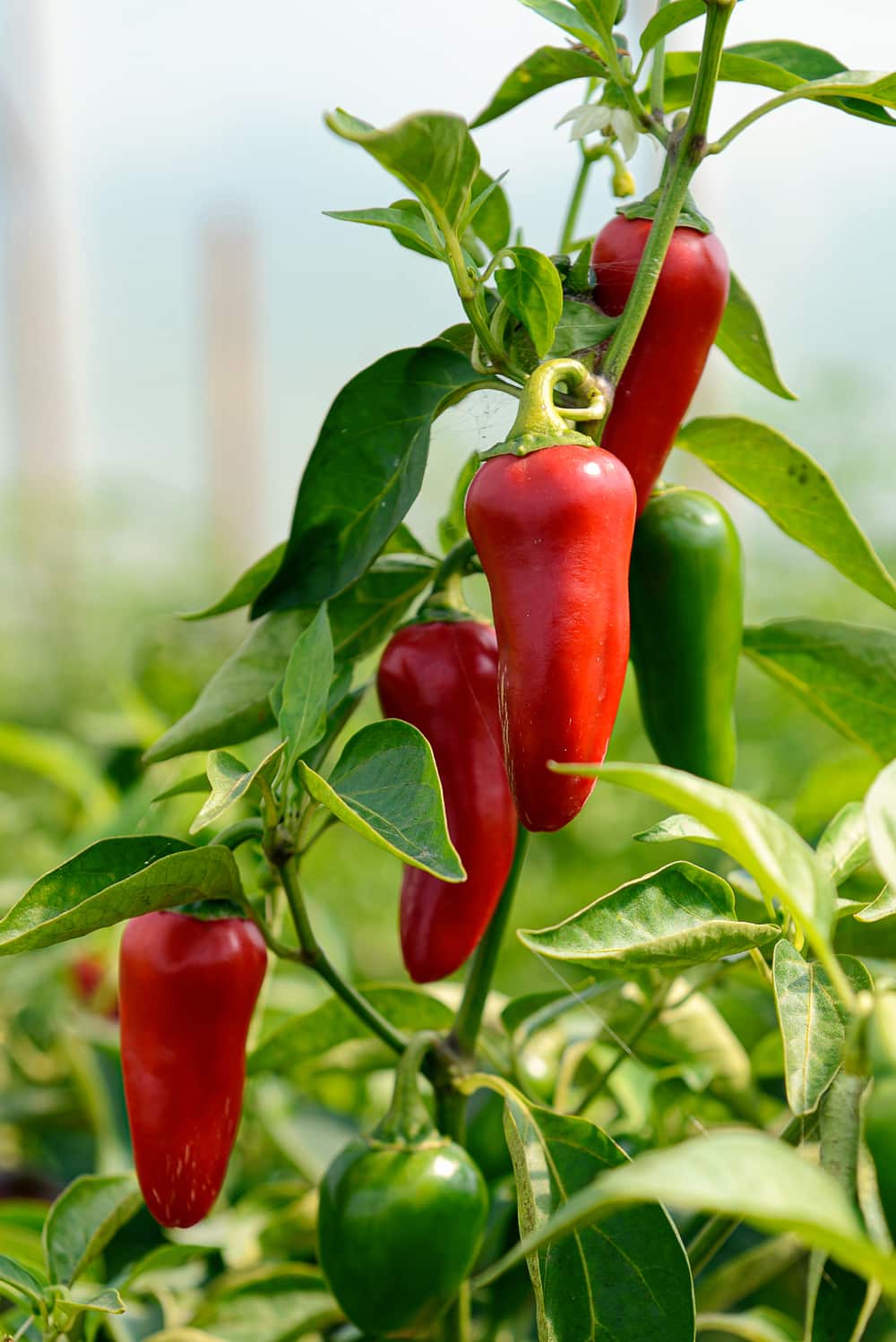 Red hot peppers growing in a greenhouse, almost ready for the harvest.