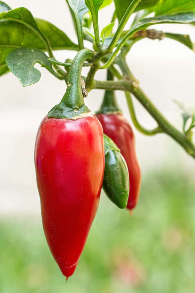 Jalapeño Scoville Heat Ranking How Hot Are Jalapeno Peppers?