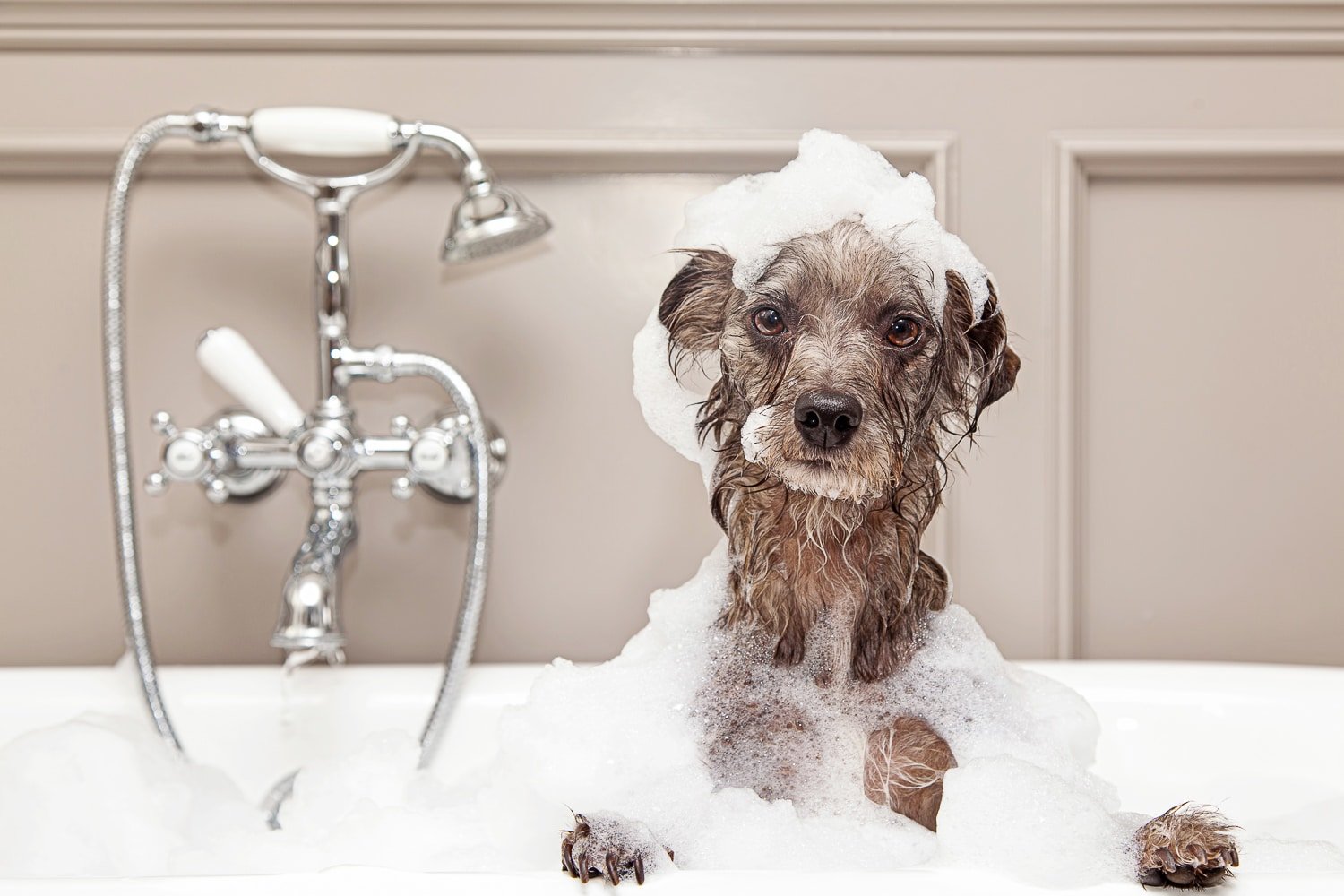 A cute little terrier breed dog taking a bubble bath with his paws up on the rim of the tub.