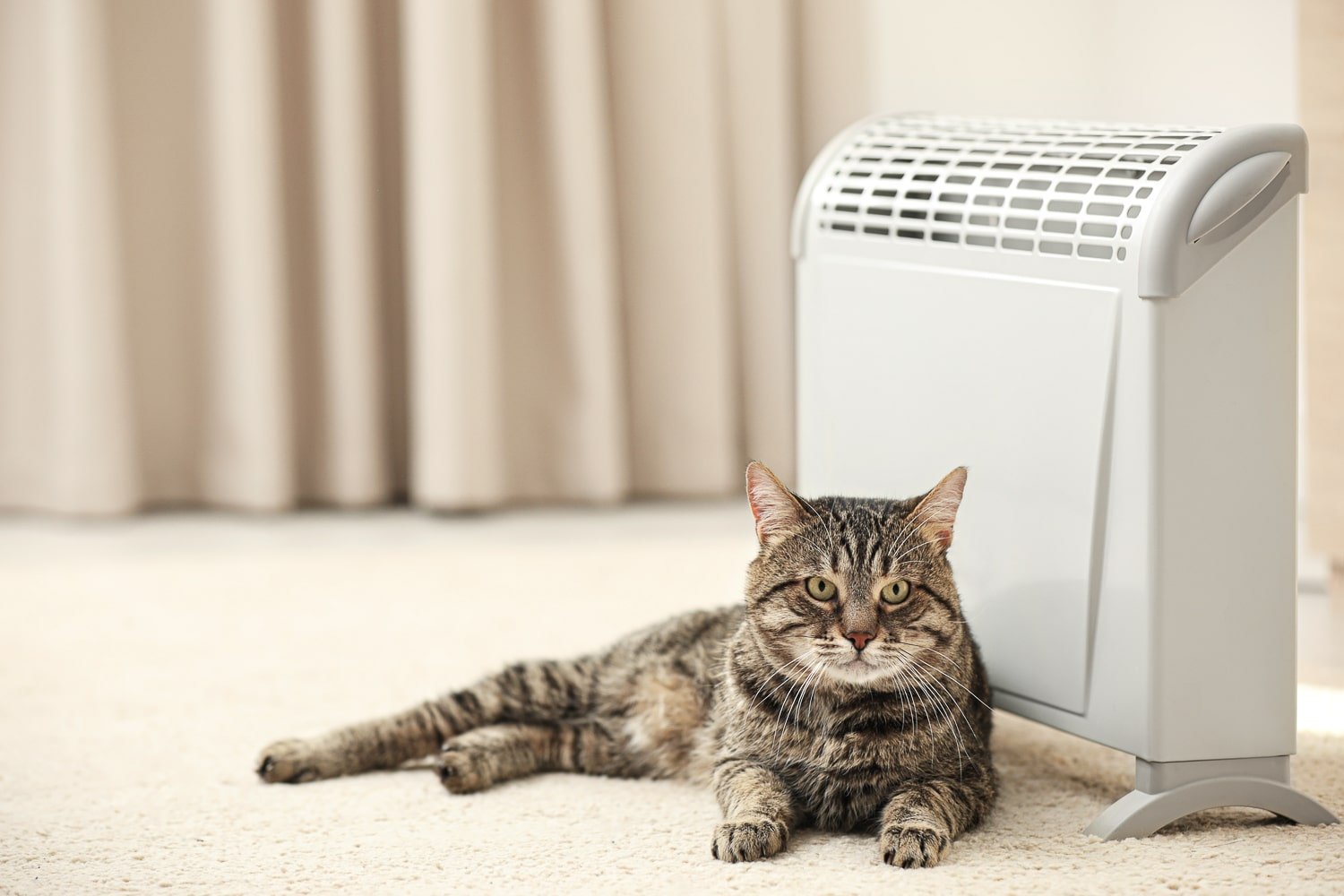 Cute tabby cat near electric heater at home.